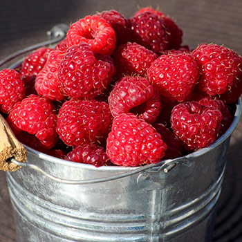 80% Fruchtanteil finden sie in unseren Marmeladen